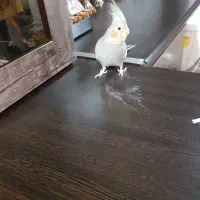 عروس زیبا و باهوش