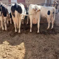 گوساله نرینه و گاو