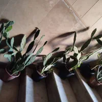 گلدان کاکتوس