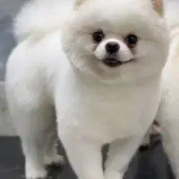 خرسی منحصر ب فرد کمیاب