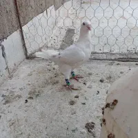 کبوتر پشت کاغذی هفرنگ ساده سبز