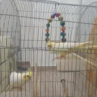 عروس هلندی همراه با قفس|پرنده|آستارا, |دیوار