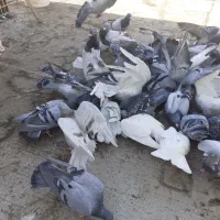 انواع کبوتر پلاکی دوبر|پرنده|خلخال, |دیوار