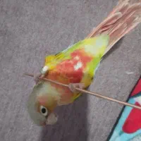 گرینچیک|پرنده|فولادشهر, مسکن مهر فولادشهر|دیوار