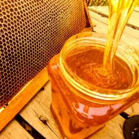 عسل چهل گیاه با نتیجه آزمایش پرولین و ساکارز|خوردنی و آشامیدنی|شیراز, ماه فیروزان|دیوار