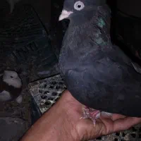 فروش کفتر زاغ|پرنده|ریگان, |دیوار