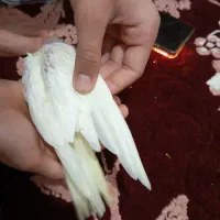 عروس هلندی جوجه چشم شرابی