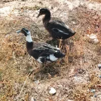 اردک ماده تخمگذار