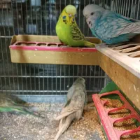 مرغ عشق انگلیسی|پرنده|اسلامشهر, مطهری|دیوار