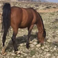 اسب مادیان|اسب و تجهیزات اسبسواری|شیراز, محمدیه|دیوار