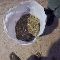 کود کبوتر