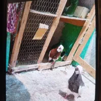 طوقی جوجه