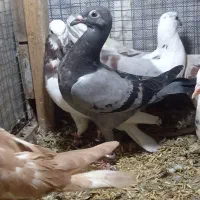چنتا کفتر
