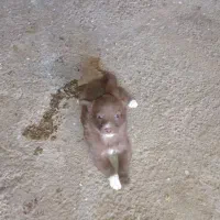 توله های ریز  فیندو اصل سراب قدیم ۵ماهه