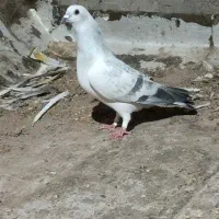 چندعدد درخت خرما