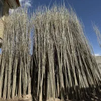 نهال صنوبر مناسب ساماندهیفضایسبز