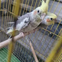 عروس هلندی