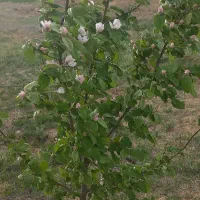 باغ ۳۰۰۰ متر مربع  زنجانرود فروش فوری|فروش زمین و ملک کلنگی|زنجانرود, |دیوار