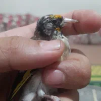 فروش سهره نشوندار