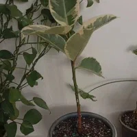 گل پاندانوس غول پیکر و فیکوس اگلنما|گل و گیاه طبیعی|کرمان, |دیوار