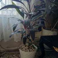 تعدادی گل طبیعی آپارتمانی|حراج|فردیس, فردیس|دیوار