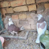 کبوتر شازده و ابلغ|پرنده|مبارکه, |دیوار