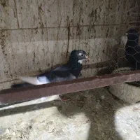 بدرنگ پلنگ ریشی|پرنده|زرند, |دیوار