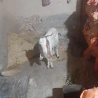 بز جوان برای قصابی