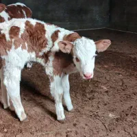 گوساله نر 4روزه