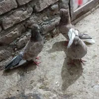 کفتر دم سفید|پرنده|نیشابور, مازول|دیوار