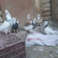 ۶تا کفتر طوقی|پرنده|کبودرآهنگ, |دیوار