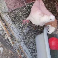 کبوتر طوقی اصل کرمونشاه