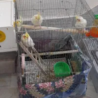 عروس هلندی نر وماده