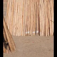 خرید چوب سقفی یاهمون دام تیری سالم وپوسیده|خدمات باغبانی و درختکاری|تاکستان, |دیوار