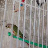 پرنده گیرینجیک قابل معاوضه|پرنده|بازرگان, |دیوار