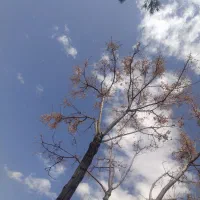 راننده پایه دو