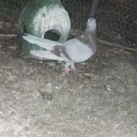 دوتا لایه دم سفید نر