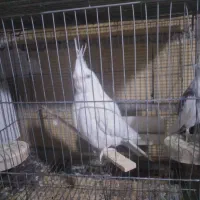 عروس هلندی آلبینو فروش و معاوضه|پرنده|کرج, خرمدشت|دیوار