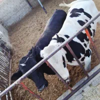 گوساله نرگاووزن ۷۵۰باسکول۳۲۵|حیوانات مزرعه|کرمان, |دیوار