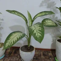 گل طبیعی مفت مفت