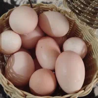 تخم مرغ نطفه دار نژاد برهما