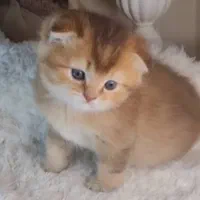 پیشی اسکاتیش فولد نر ۲ ماهه|گربه|تهران, کوی بیمه|دیوار