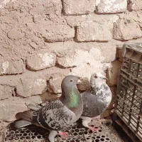 المانی مسافتی