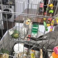 جوجه عروس هلندی گل باقالی دون خور و باهوش