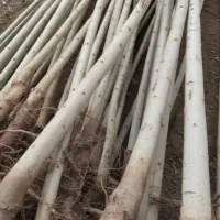 نهال های بندار و صنوبر