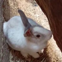 خرگوش|موش و خرگوش|زابل, |دیوار