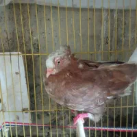کبوتر