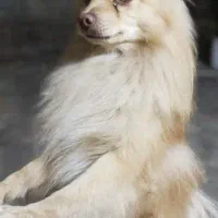 سگ پامر|سگ|میاندوآب, |دیوار