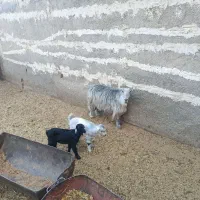 بز دوقلوزا