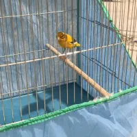قناری نر ابلغ بخون|پرنده|قم, نیروگاه|دیوار